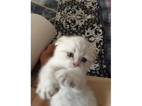 Scottish straight ve scottish fold yavrular