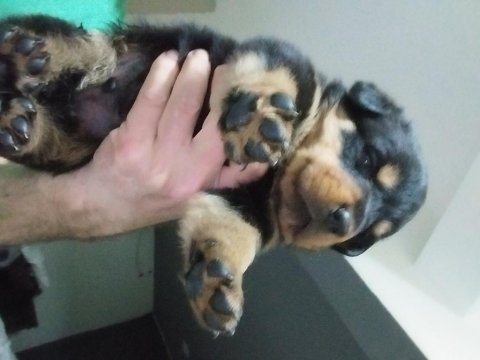 Yavru rottweiler