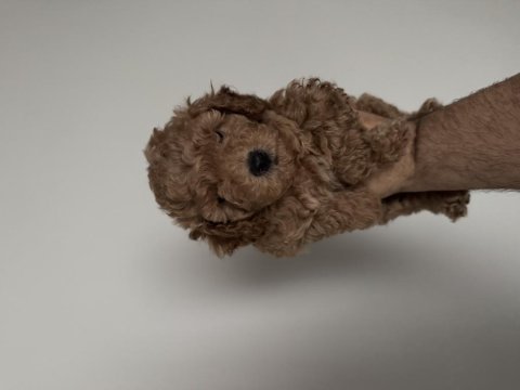 Poodle yavrular yeni yuvalarını bekliyorlar