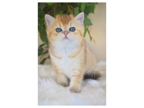 Muhteşem golden british shorthair yavruları