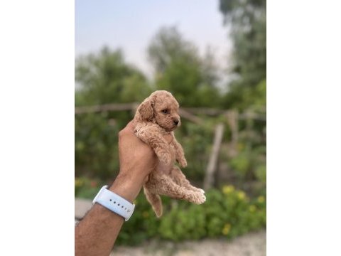 Maltipoo bebeklerimiz