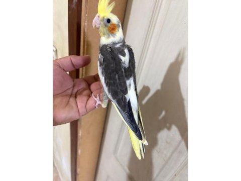 39 günlük kusursuz pied bebek sultan papağanı