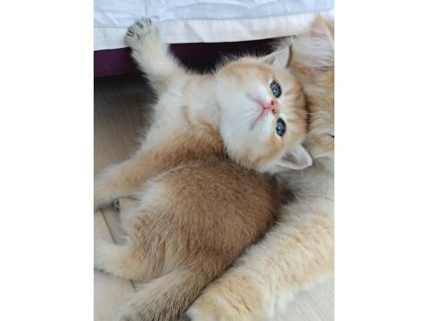 Muhteşem golden british shorthair yavrular