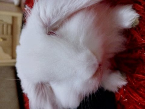 Lop beyaz tavşan ankara içi