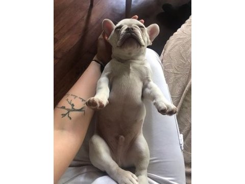 Lilac tan platium micro french bulldog