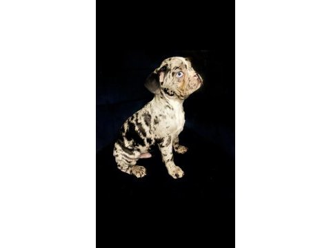 Çok iyi kalite erkek marly frennch bulldog