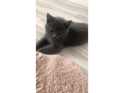 Gri british shorthair oğluşumuz