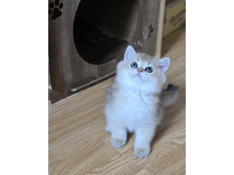 Mükemmel kalitede british shorthair yavrular