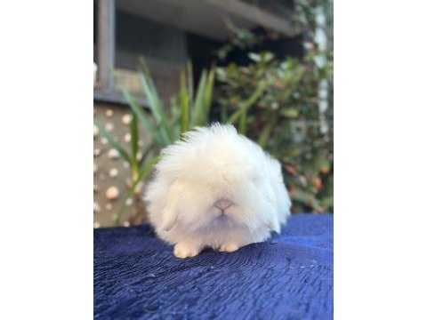 Holanda lop mini lop cuce tavsan yavrulari gonderim var