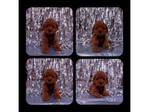 Toy poodle yavrular