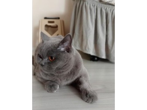 British shorthair erkek yavrumuz
