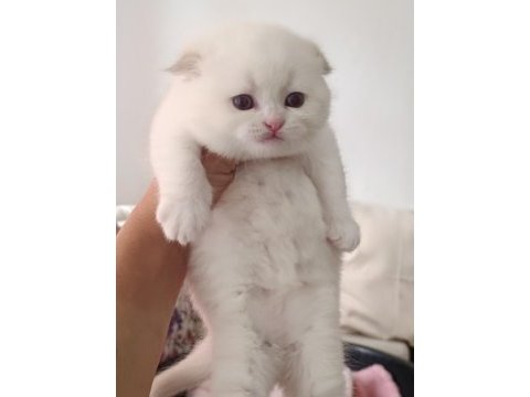 Scottish fold kedimizi rezerve için whatsapptan yazın