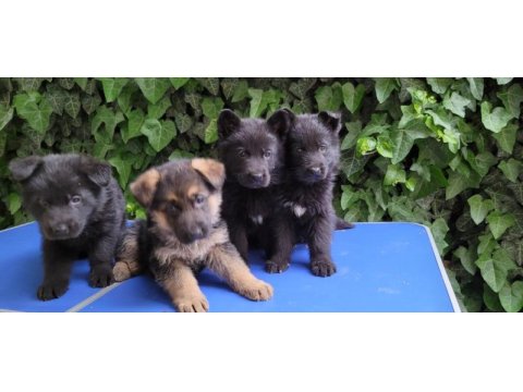 Showlıne (dusuk bel) alman çoban köpeği