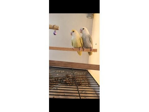 Üst vasıf mutasyon sevda papağanı takımlar kaçırmayın