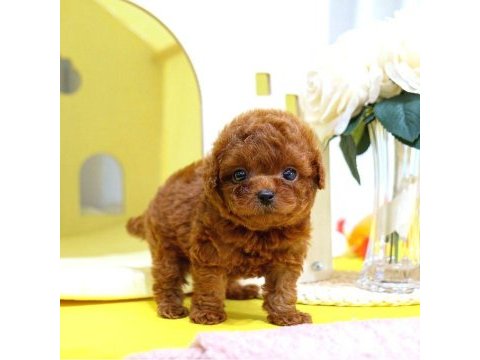 Toy poodle yavrularım