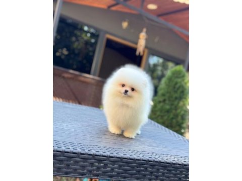 Minik sevimli pomeranian