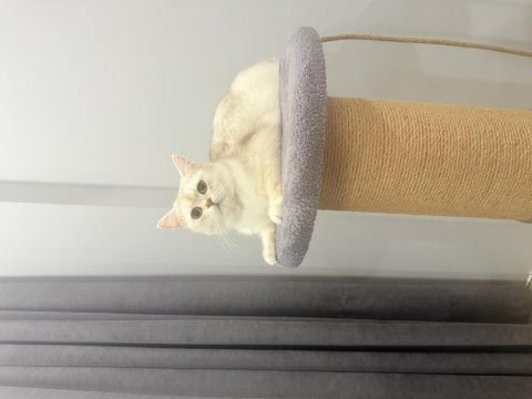 1 yaşında british shorthair ücretsiz sahiplenme