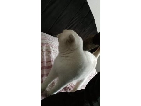 İşe başladığımdan dolayı ilanda scottish fold