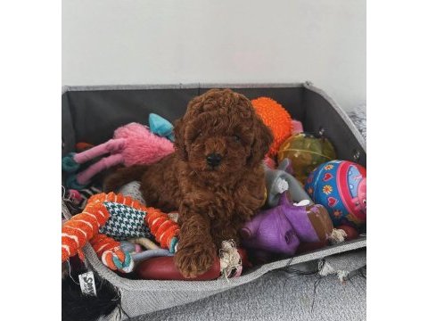 Toy poodle arayanlara özel sağlık garantili