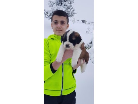 Mükemmel saint bernard böylesi yok