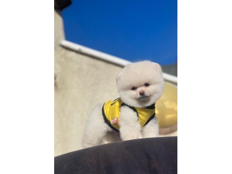 Safkan 1.sınıf pomeranian