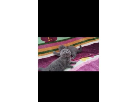 Üst düzey scottish fold bebekler