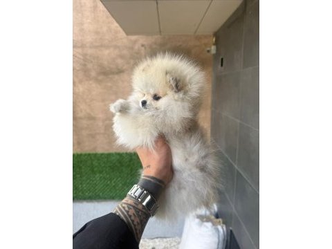 Minik teddy pomeranian bebeğim