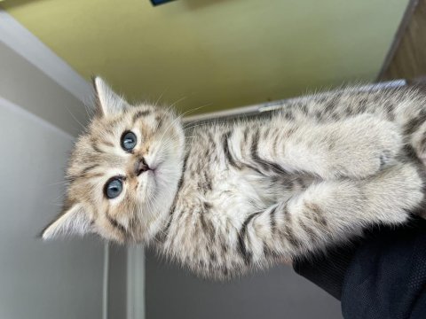 British shorthair kedimiz