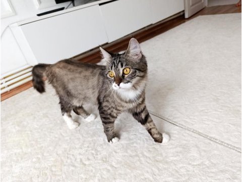 British longhair dişi kedim