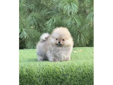 En pofidiği en tatlıları pomeranian