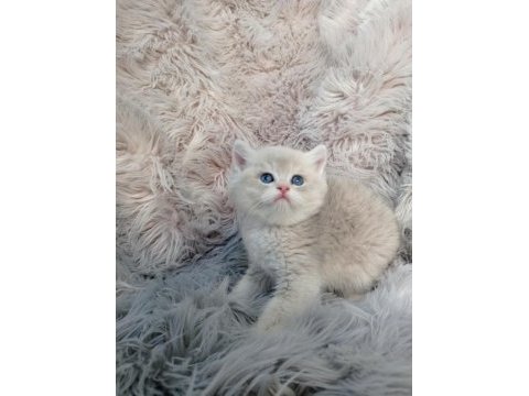 Show kalite ayı surat british shorthair ay12 erkek
