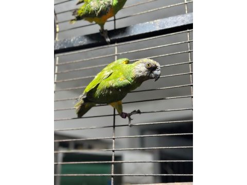Senegal papağanı