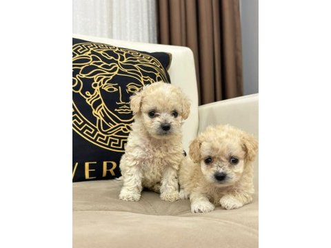 Maltipoo yavrular yeni ailelerini bekliyor