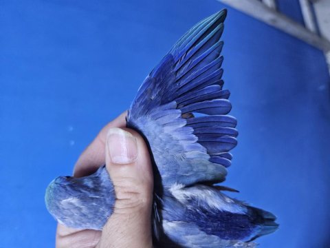 Yeme yeni düşmüş ve düşecek dişi forpus bebekler