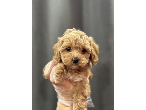 Mini mini maltipoo bebekler