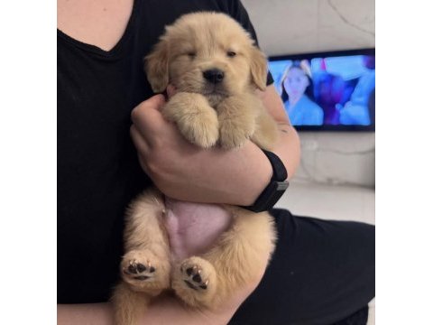 Orjinal golden retriever köpeği