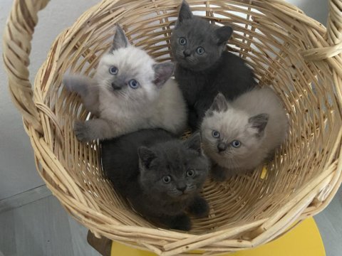 50 günlük bebek kediler