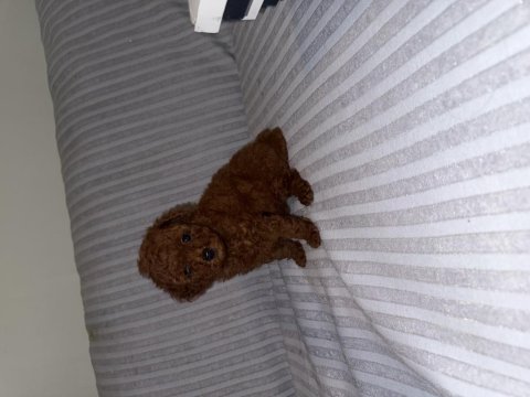 Dişi kore poodle yavru