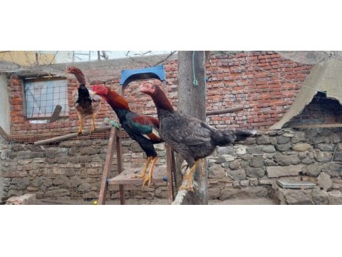 Safkan hint horozları 10 aylık