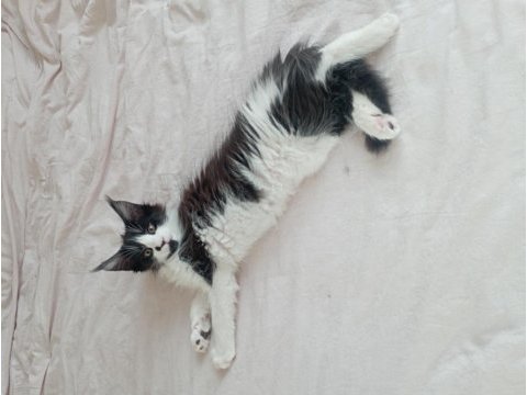 Nazik maine coon devler yuvasını arıyor