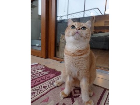 British shorthair golden ny12 dişi 12 aylık
