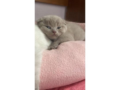 Ayı surat scottish fold bebekler