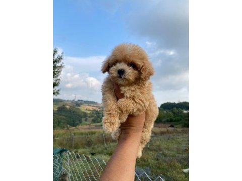 3 aylık maltipoo dişi bebeklerim