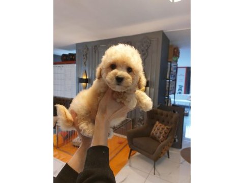 Akıllı ve tüy dökmeyen karakteriyle maltipoo yavrusu