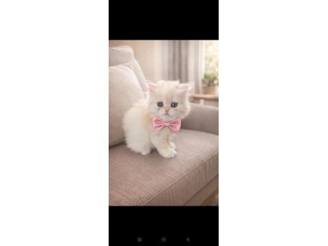 2 aylık dişi british longhair yavru oyuncu ve sağlıklı