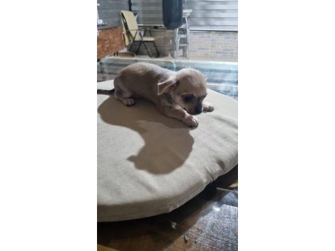 Yavru chihuahua köpeklerinin sahiplendirmek