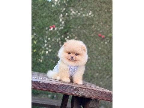 Sağlık ve ırk garantili pomeranian