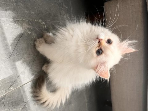 British longhair 4 aylık