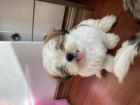 Aciliyetten hemen vermemiz gerekiyor çok ucuz shihtzu