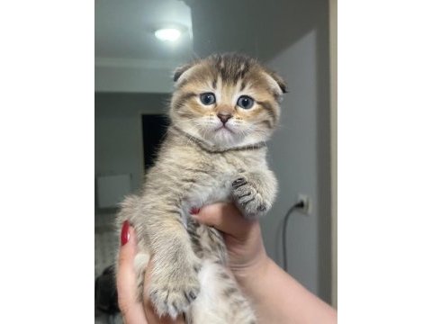 Scottish fold dişi yavru sahiplendirilecek